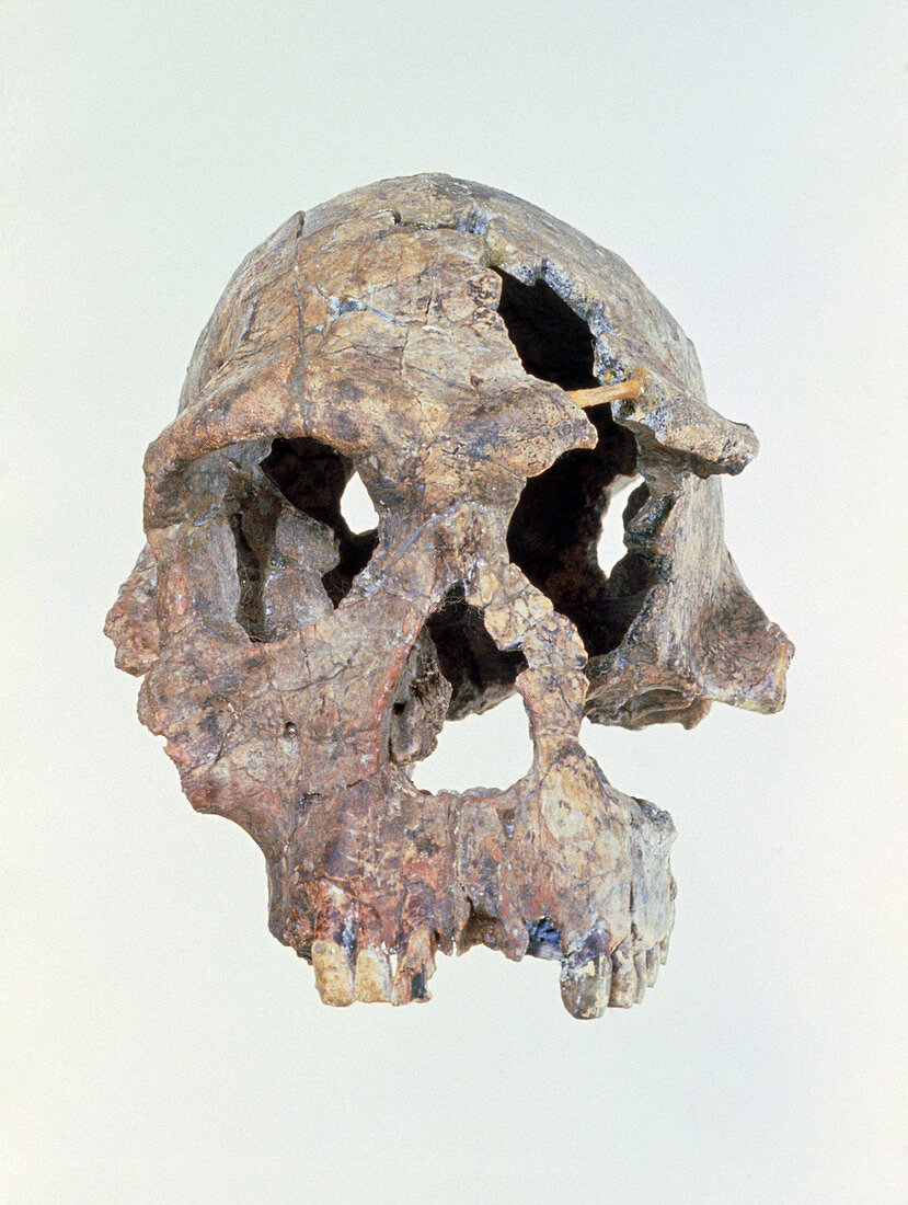 Skull of Homo habilis KNM-ER 1813