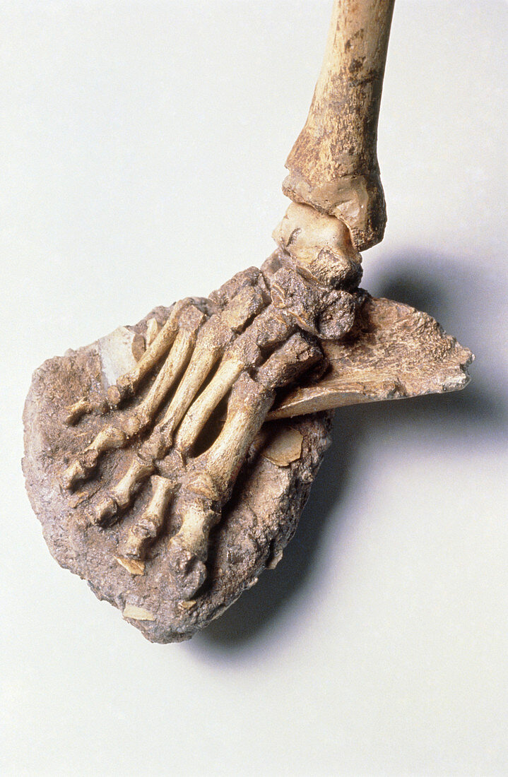 Fossil foot of Neanderthal man,La Ferrassie