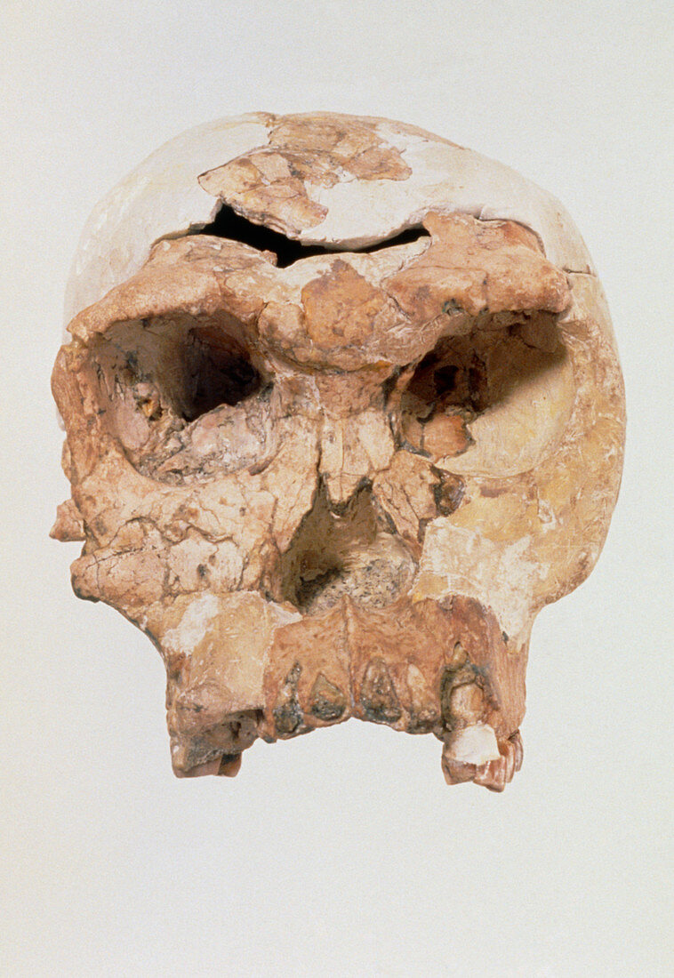 Fossil skull of Homo habilis (OH 24) Twiggy