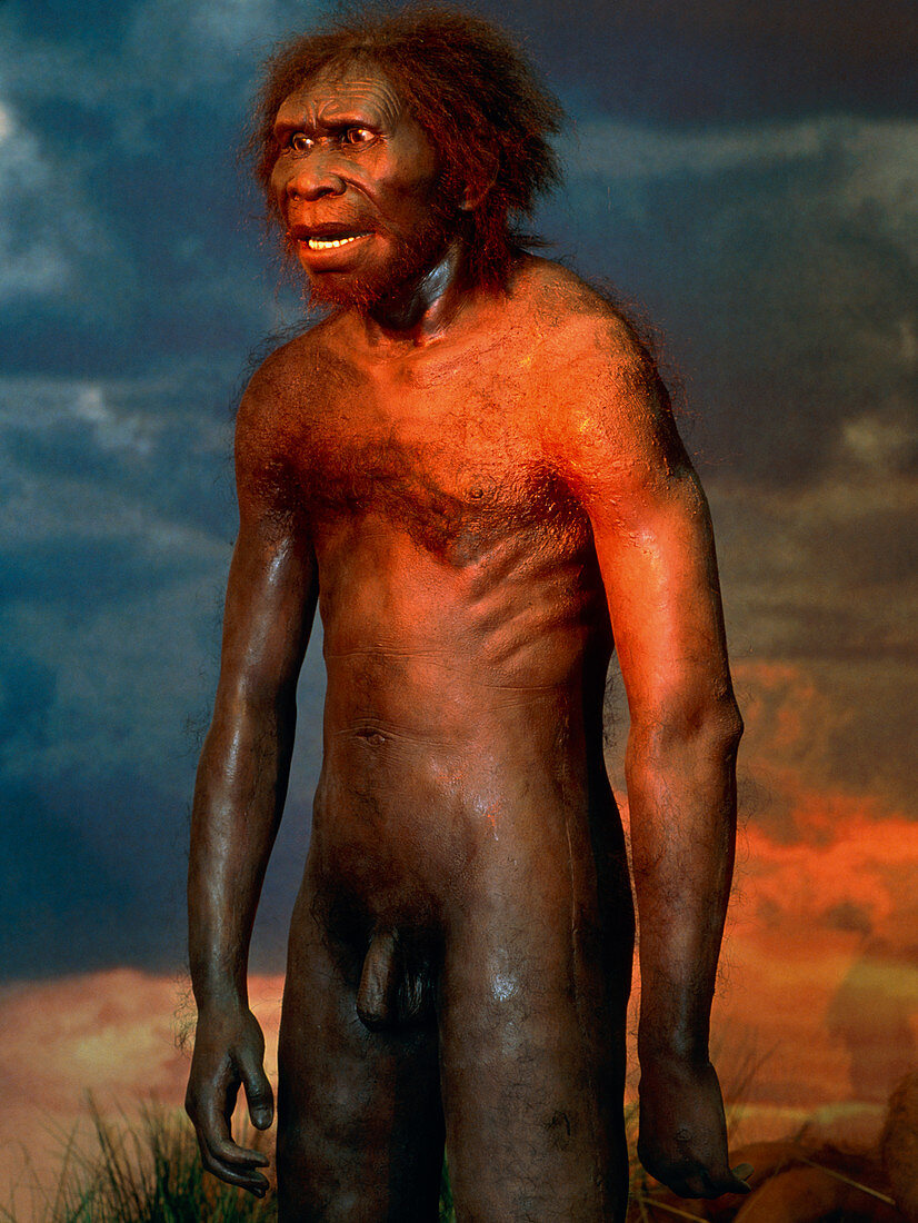 Model of a male Homo erectus man