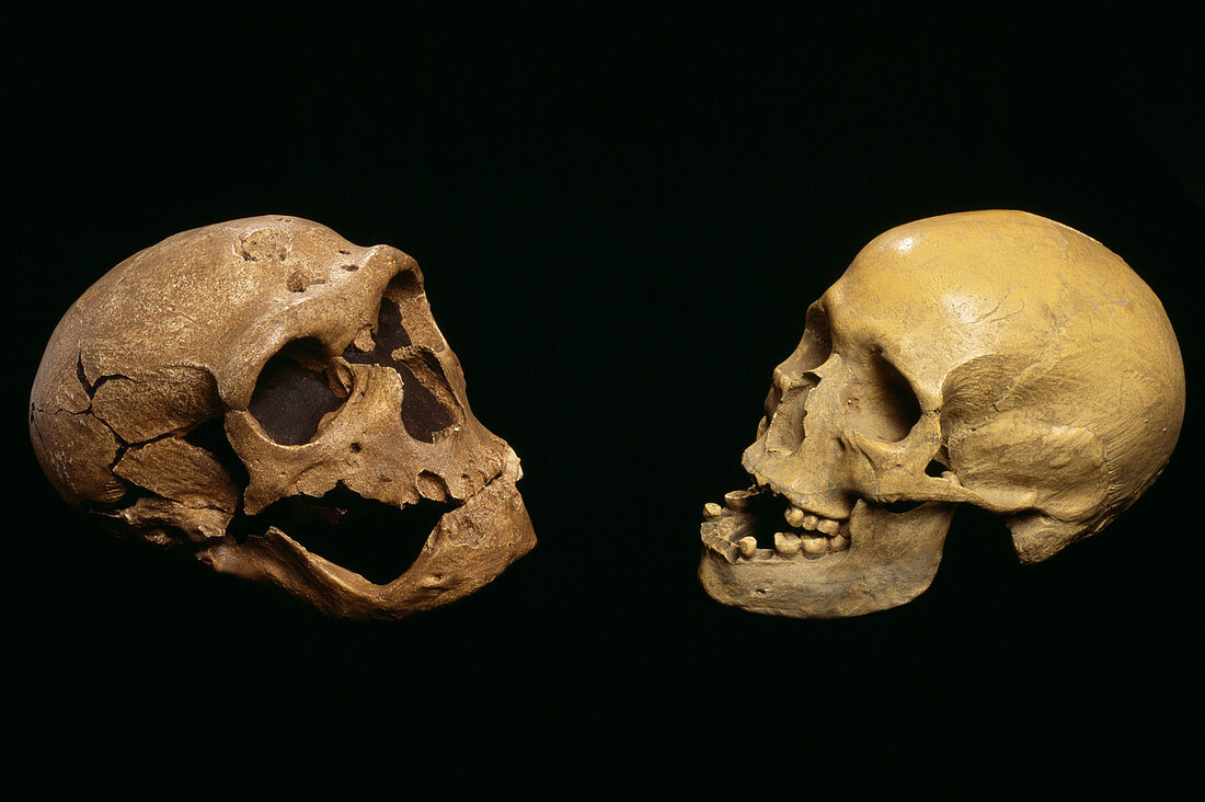 Neanderthal and modern human skulls