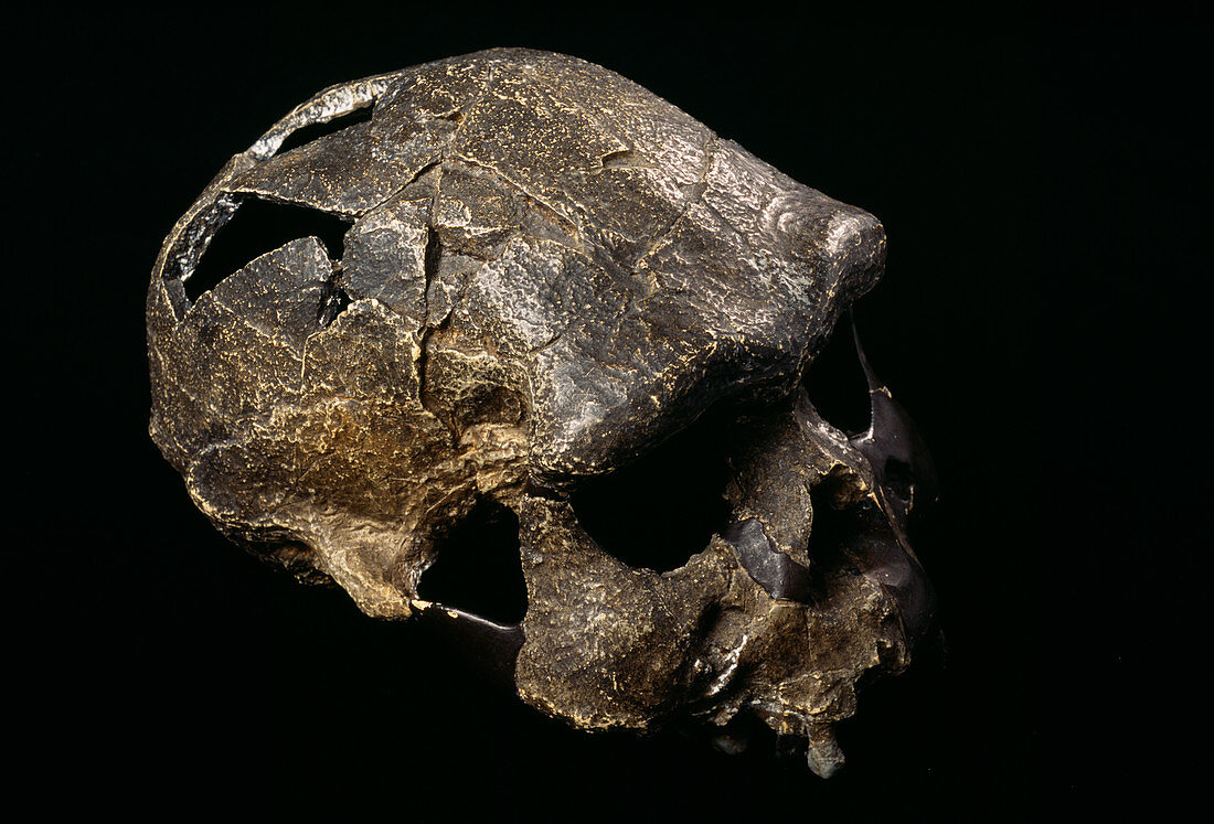 Java man skull
