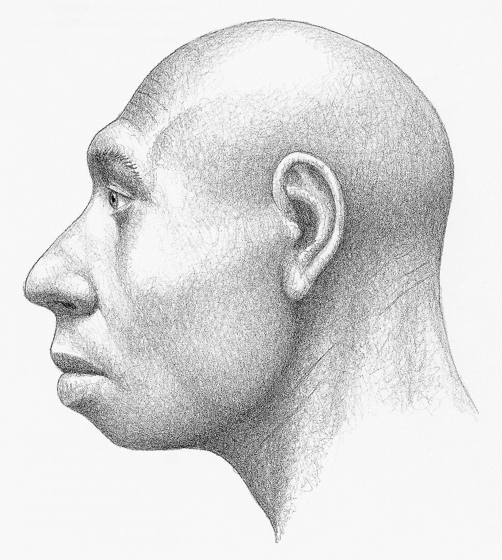 Homo heidelbergensis male
