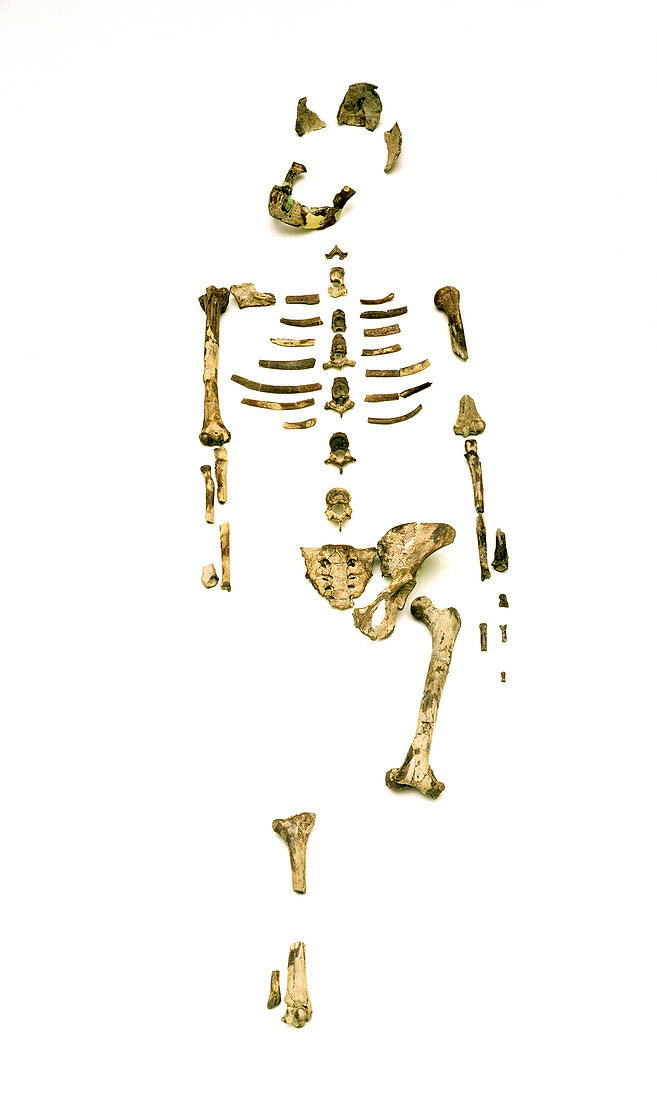 Fossil hominid skeleton known as Lucy