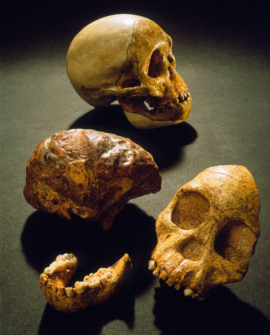 Orig Taung specimen of Australopithecus afrucanus
