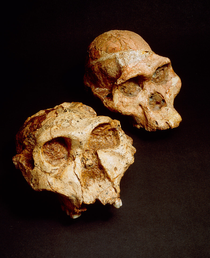 Fossils of the australopithecine group