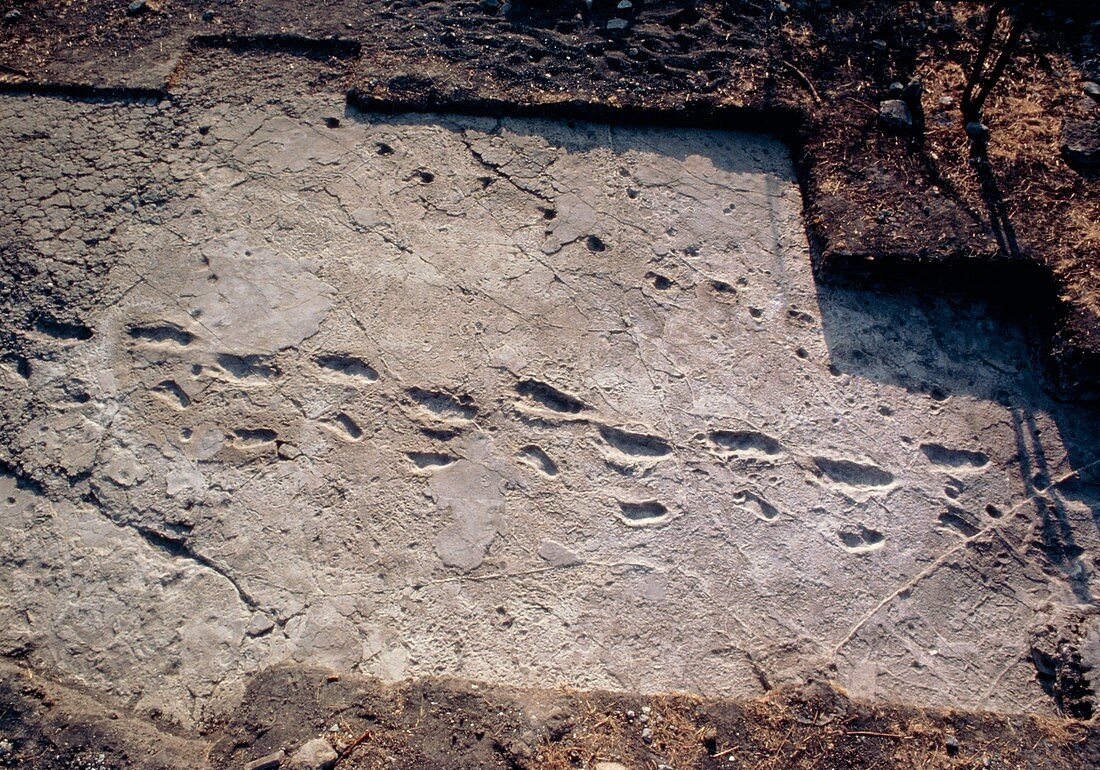 Trail of fossilised hominid footprints