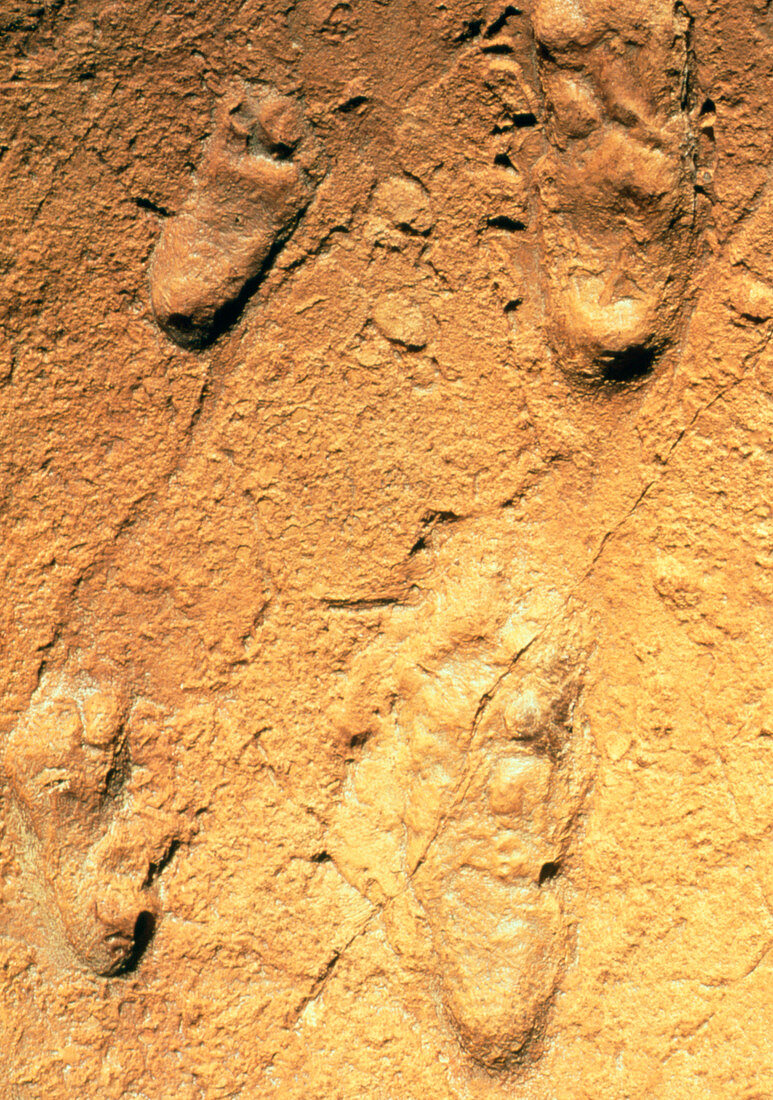 Fossilised hominid footprints from Laetoli