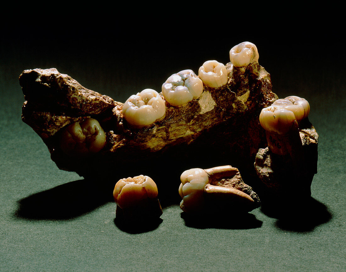 Type specimen of Paranthropus crassidens (SK6)