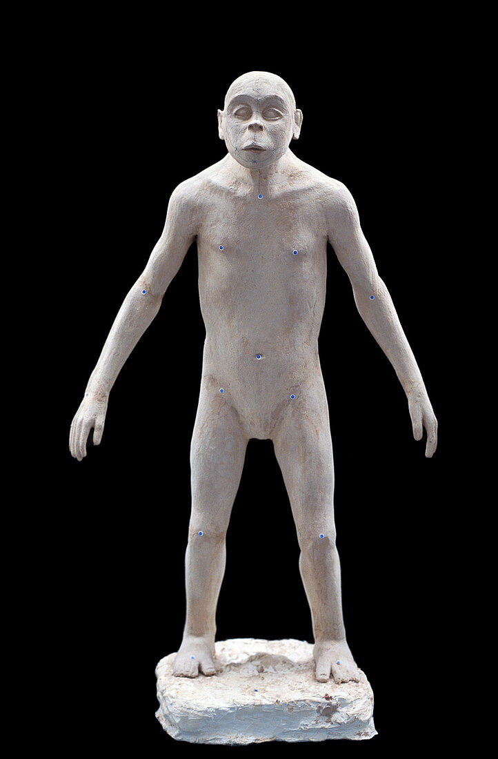 Australopithecus anamensis child