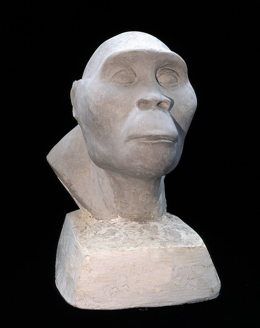 Australopithecus afarensis head
