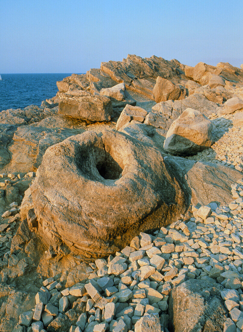 Fossil forest,Lulworth Cove,Dorset
