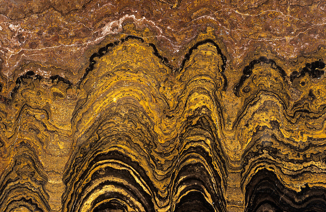 Fossil stromatolite