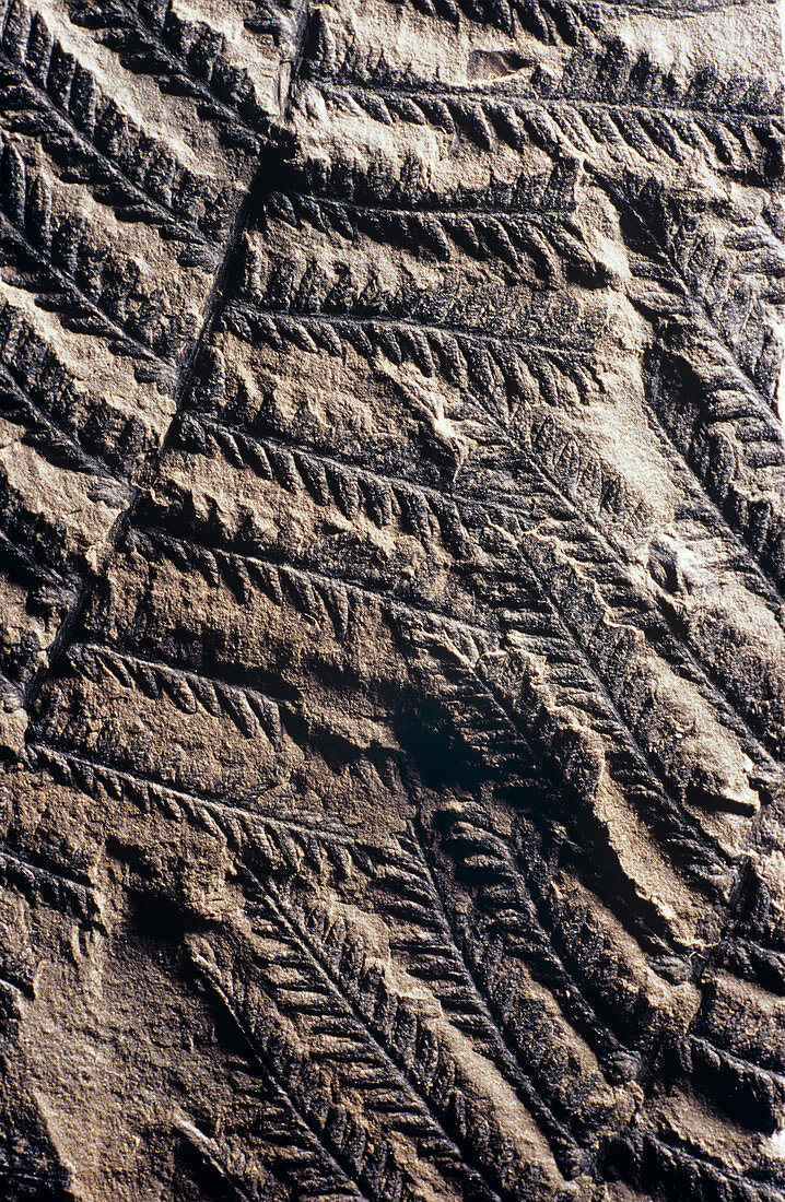 Fossilised fern