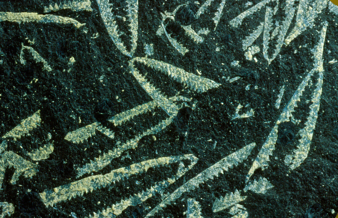 Colonies of white fossil graptolites