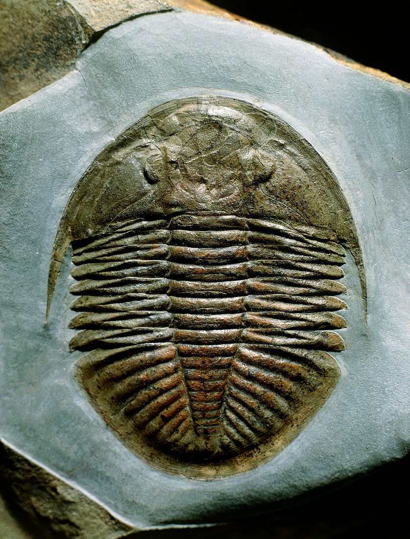 Trilobite,Ogyginus