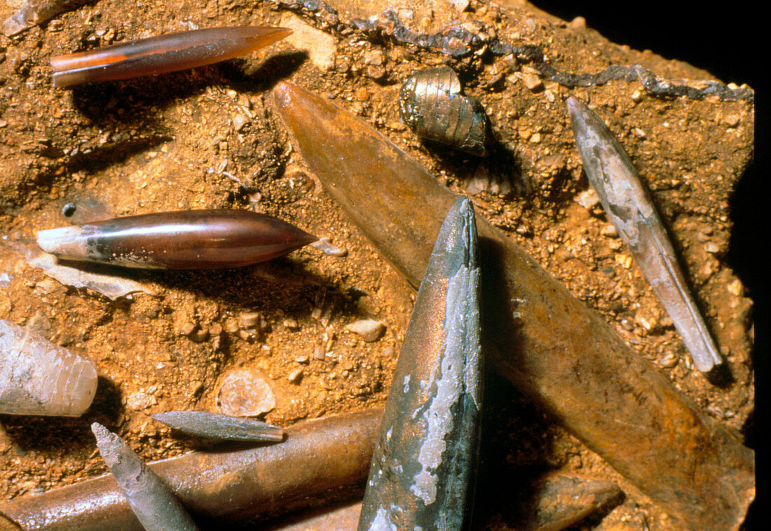 Assortment of Belemnite fossils