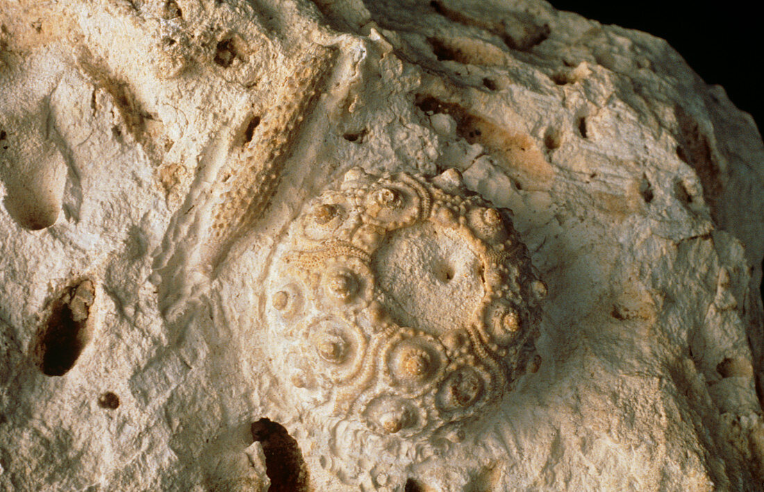 Fossilised sea urchin,Cidaris sp