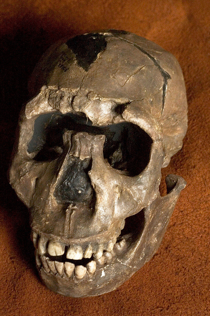 Turkana boy skull