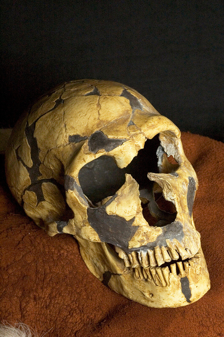 La Ferrassie 1 Neanderthal skull