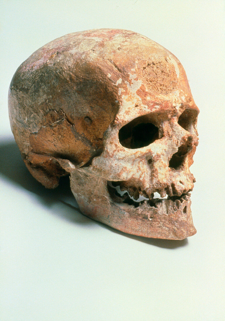 Cro-Magnon 1 skull