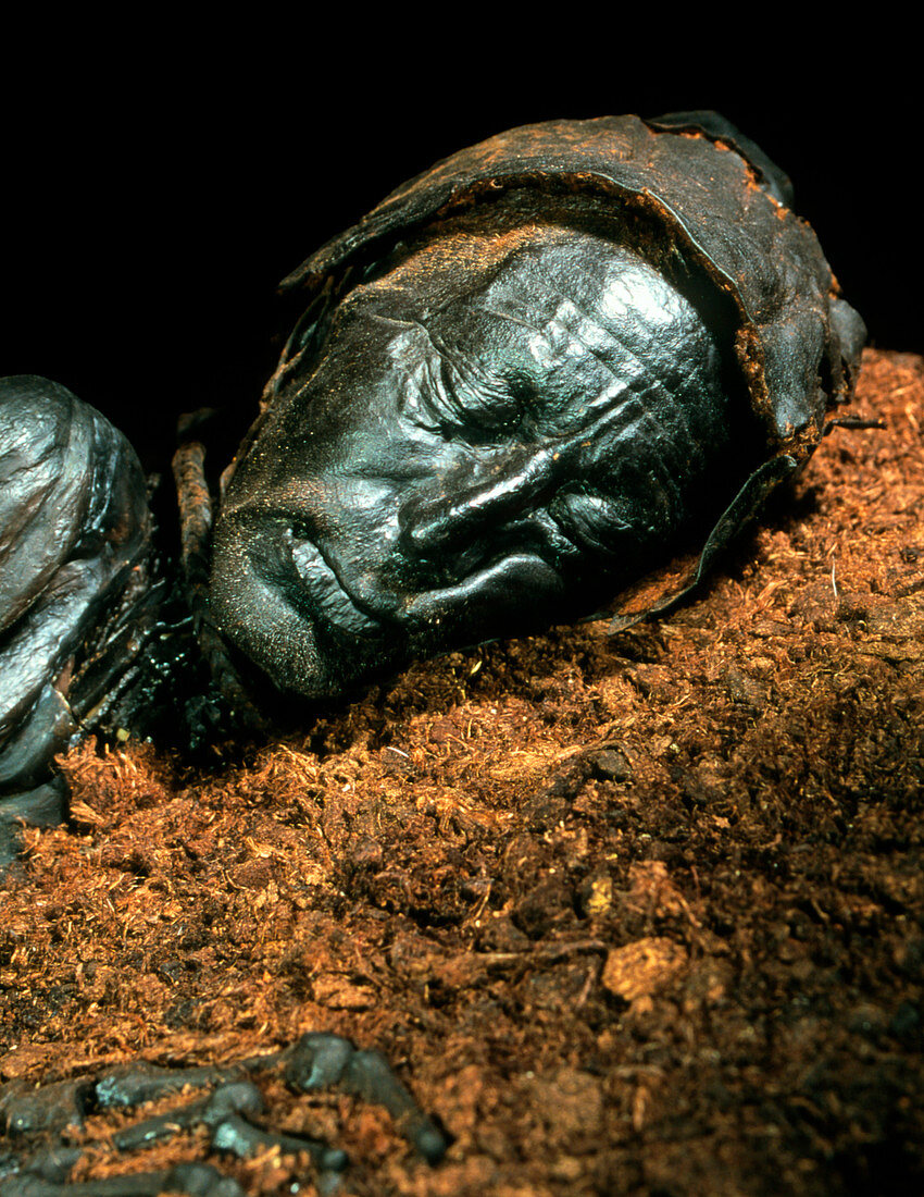 The mummified well-preserved head of Tollund Man