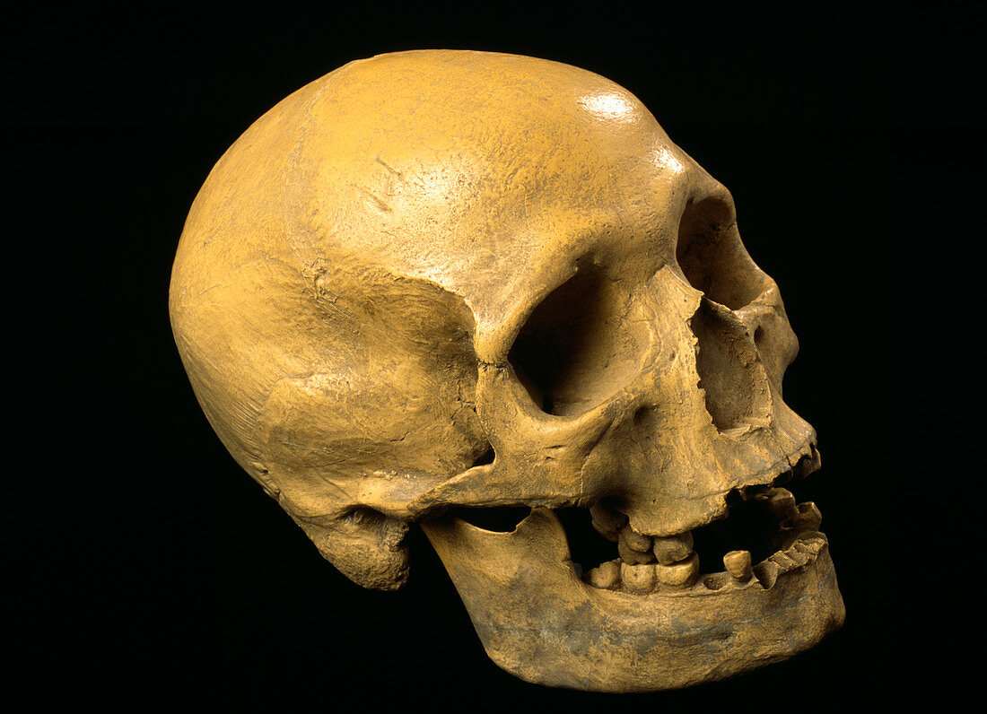 Cro-Magnon human skull