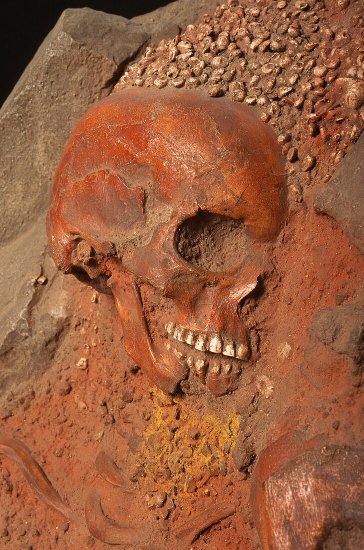 Stone age human skull