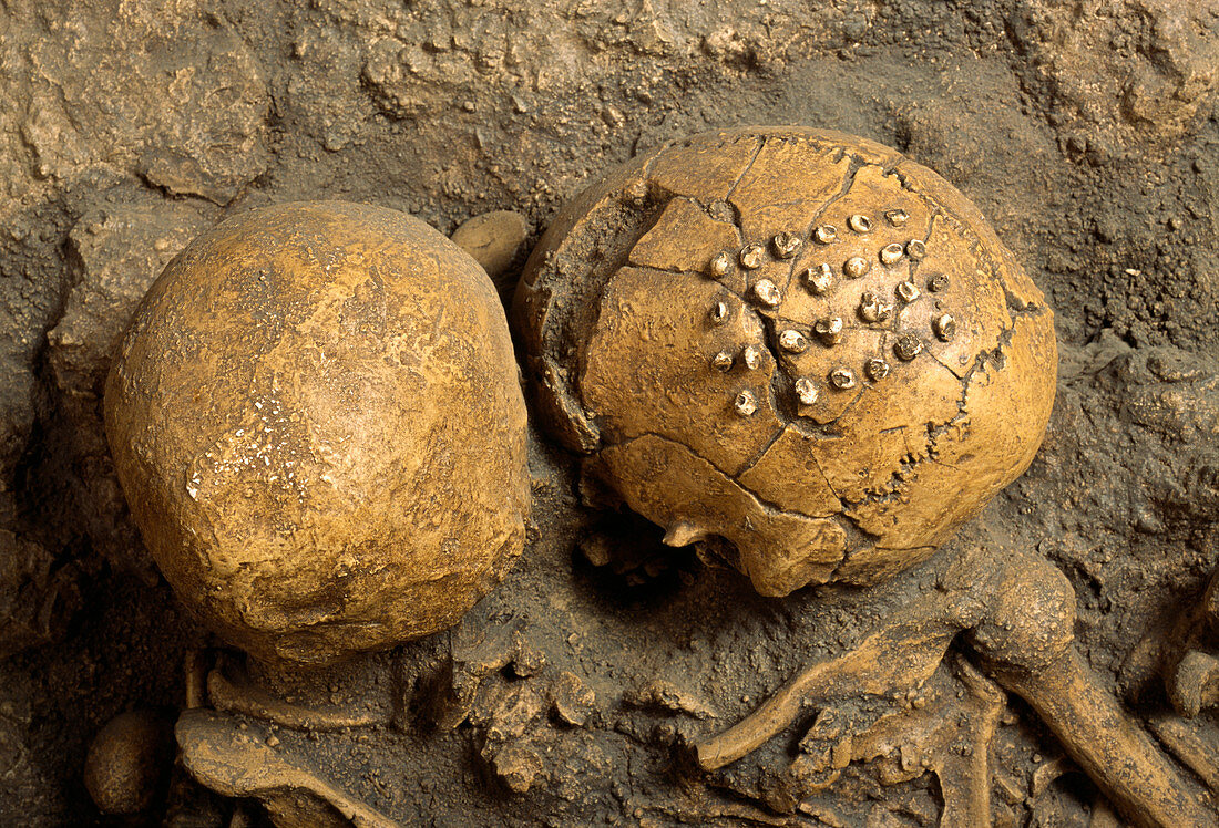 Stone age human skulls