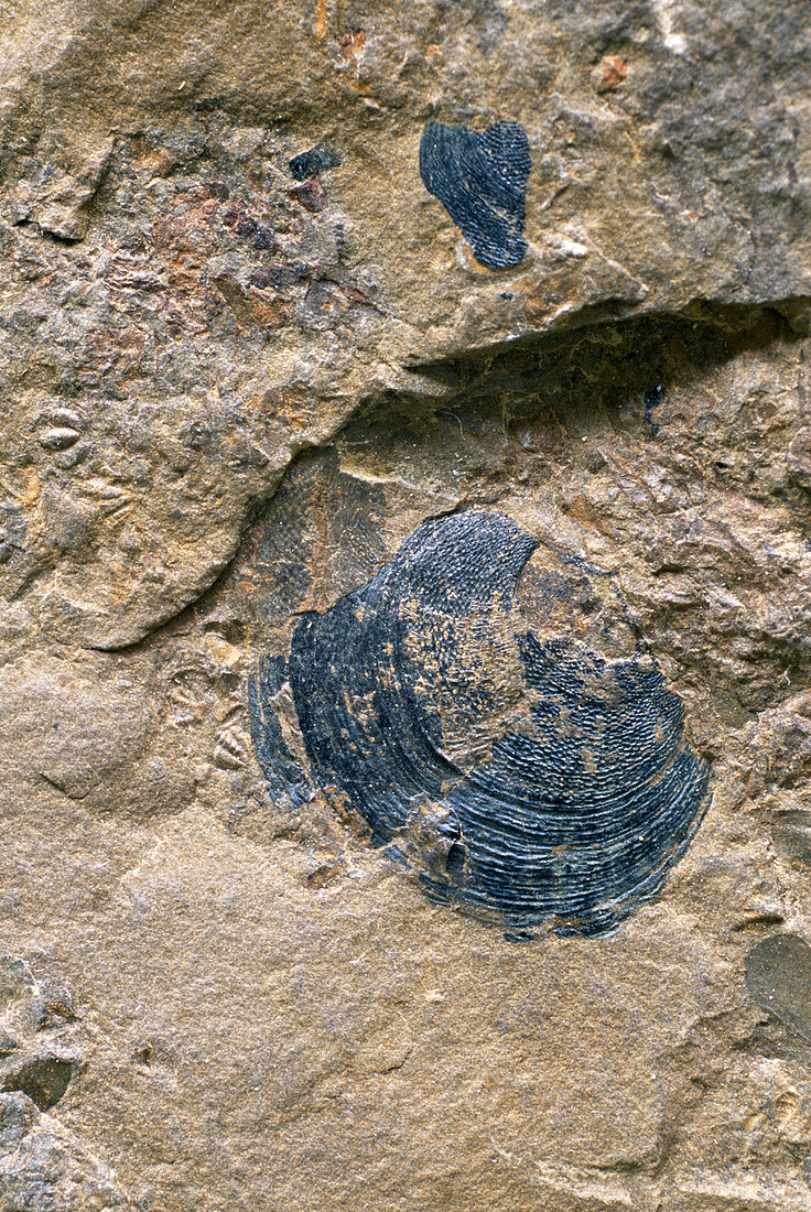 Brachiopod fossil shell