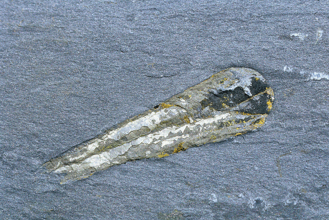Hyolithid fossil