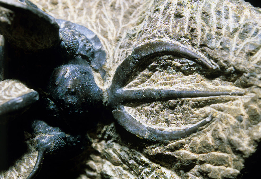 Trident trilobite head fossil