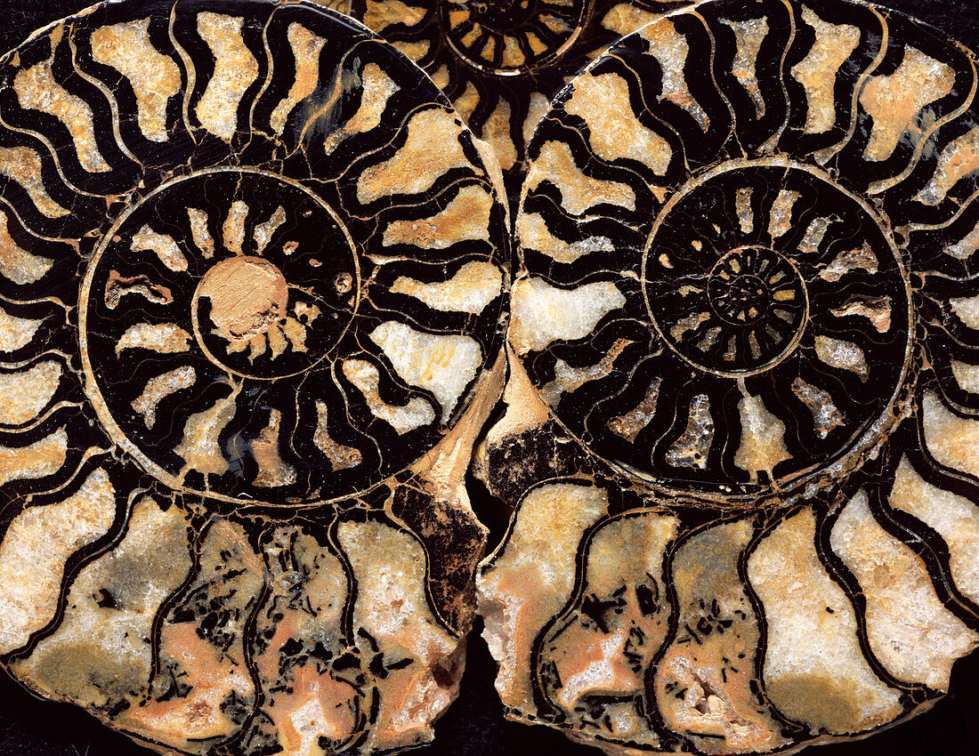 Fossil ammonites