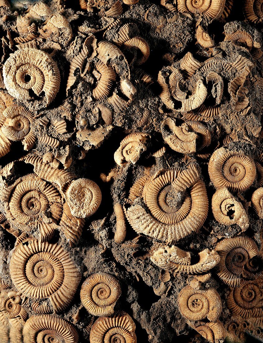 Fossilised ammonites