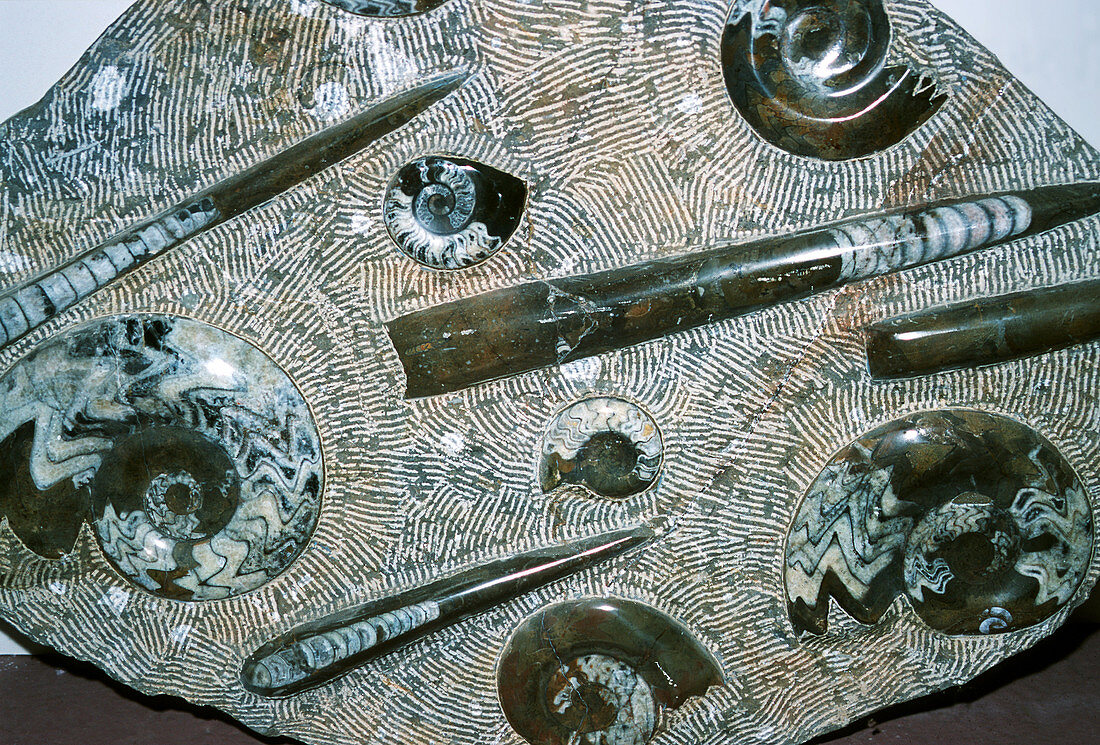 Orthoceras and ammonite fossils