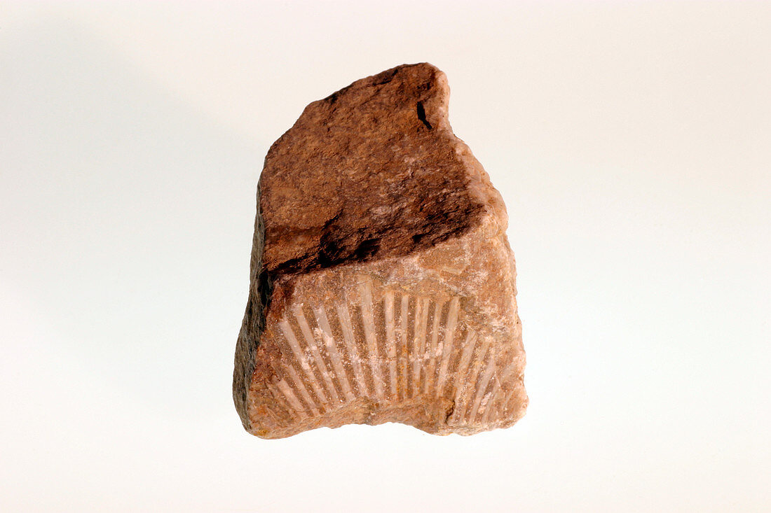 Limestone fossil