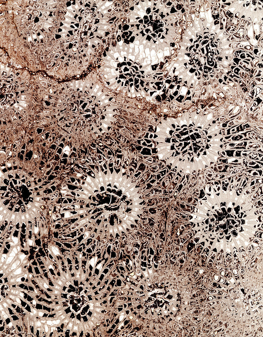 Fossil coral,thin section
