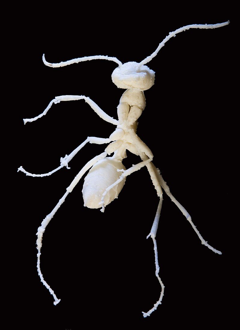 Prehistoric ant,3-D model
