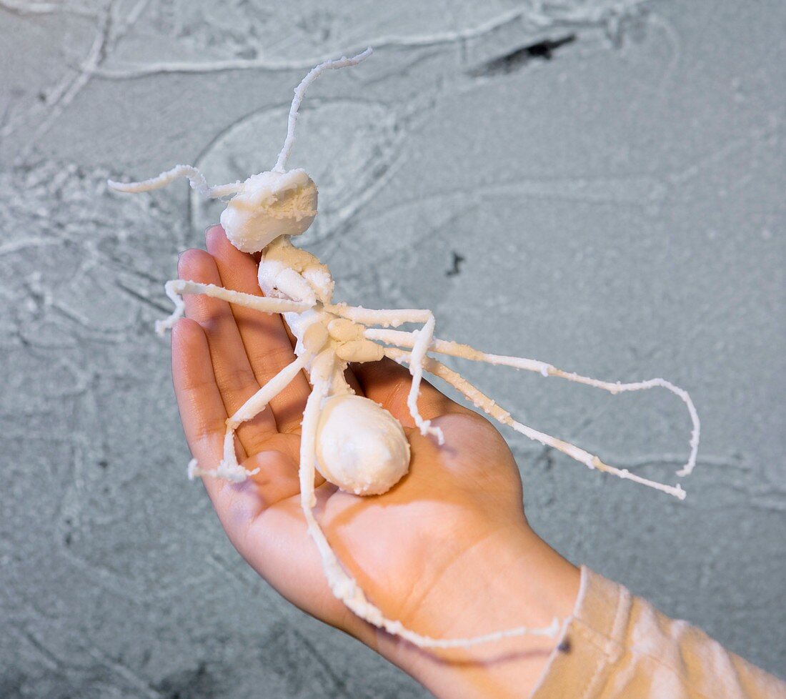 Prehistoric ant,hand holding model