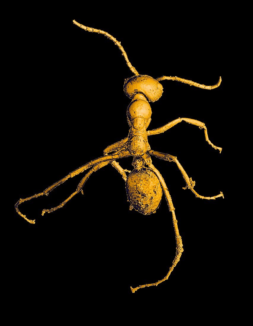 Prehistoric ant,coloured 3-D CT scan