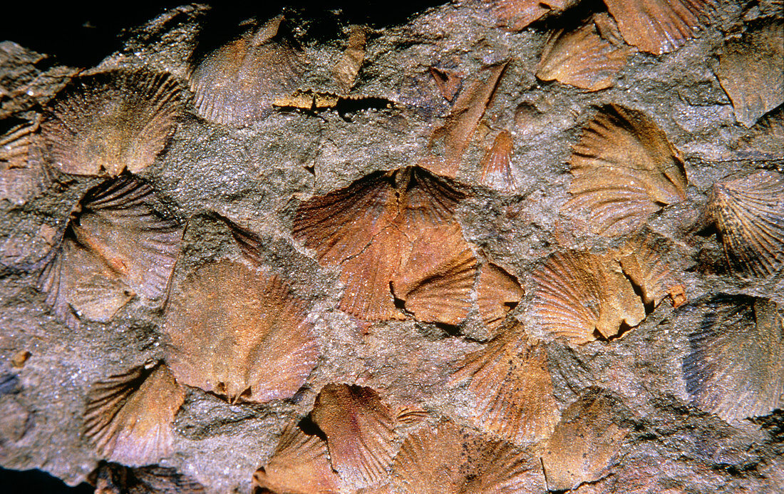 Fossil brachiopods ,Dalmanella sp