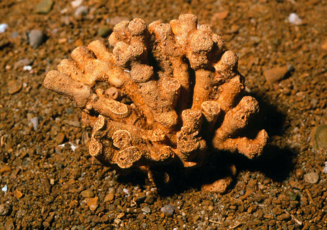 Fossil sponge