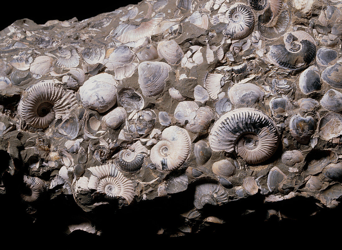 Assortment of fossilized ammonites and bivalves