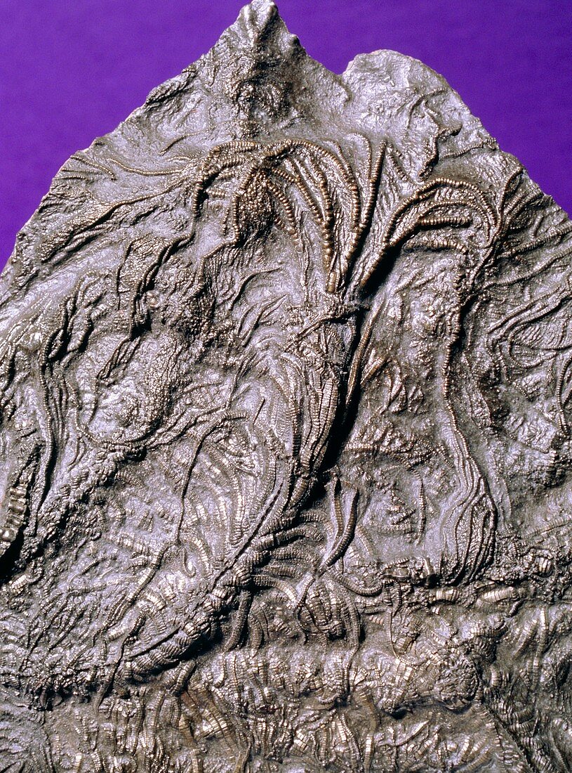 A fossil crinoid,Pentacrinites fossils