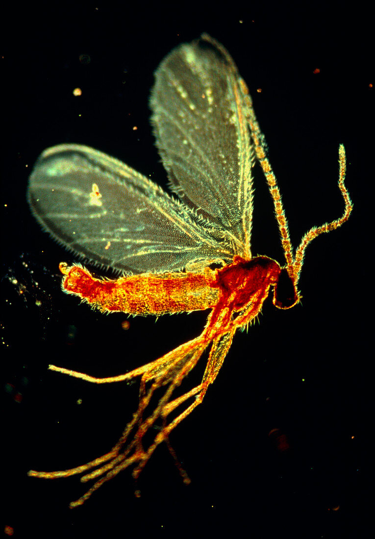 Insect related to mosquito seen in amber