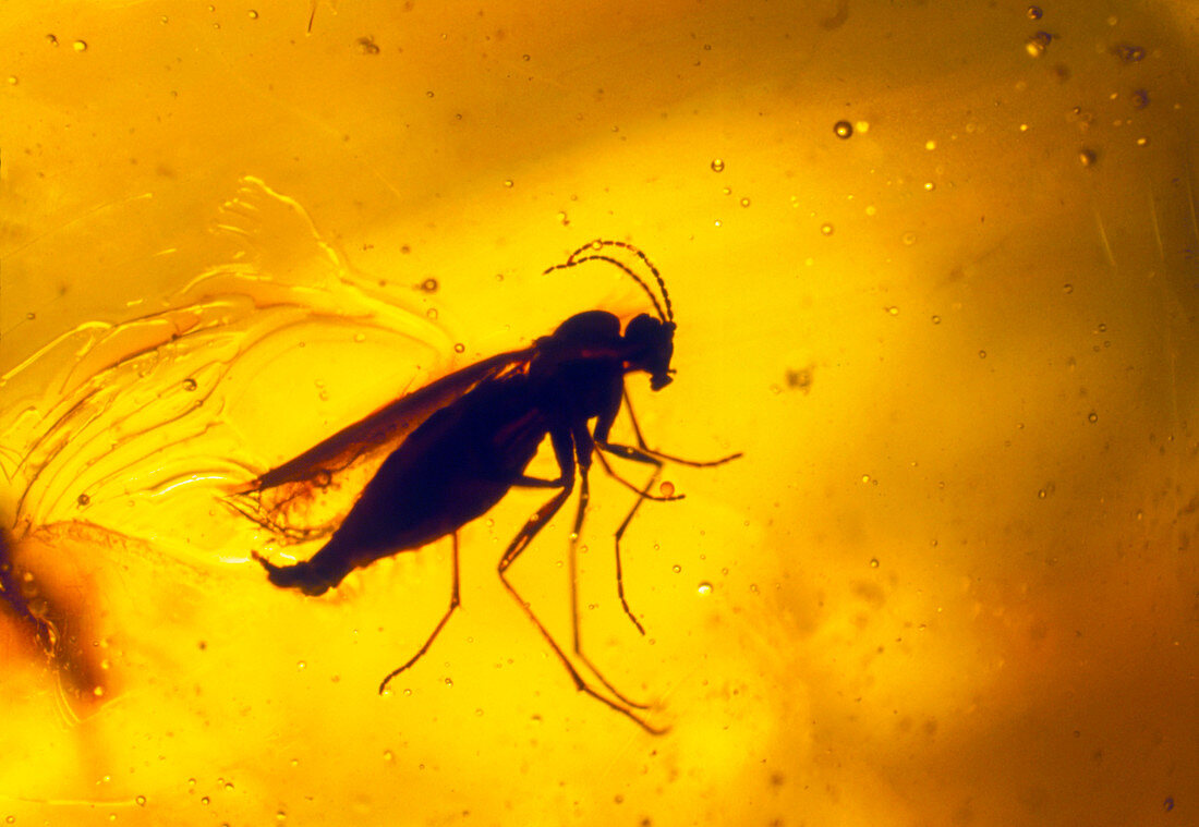 Gall gnats trapped in amber