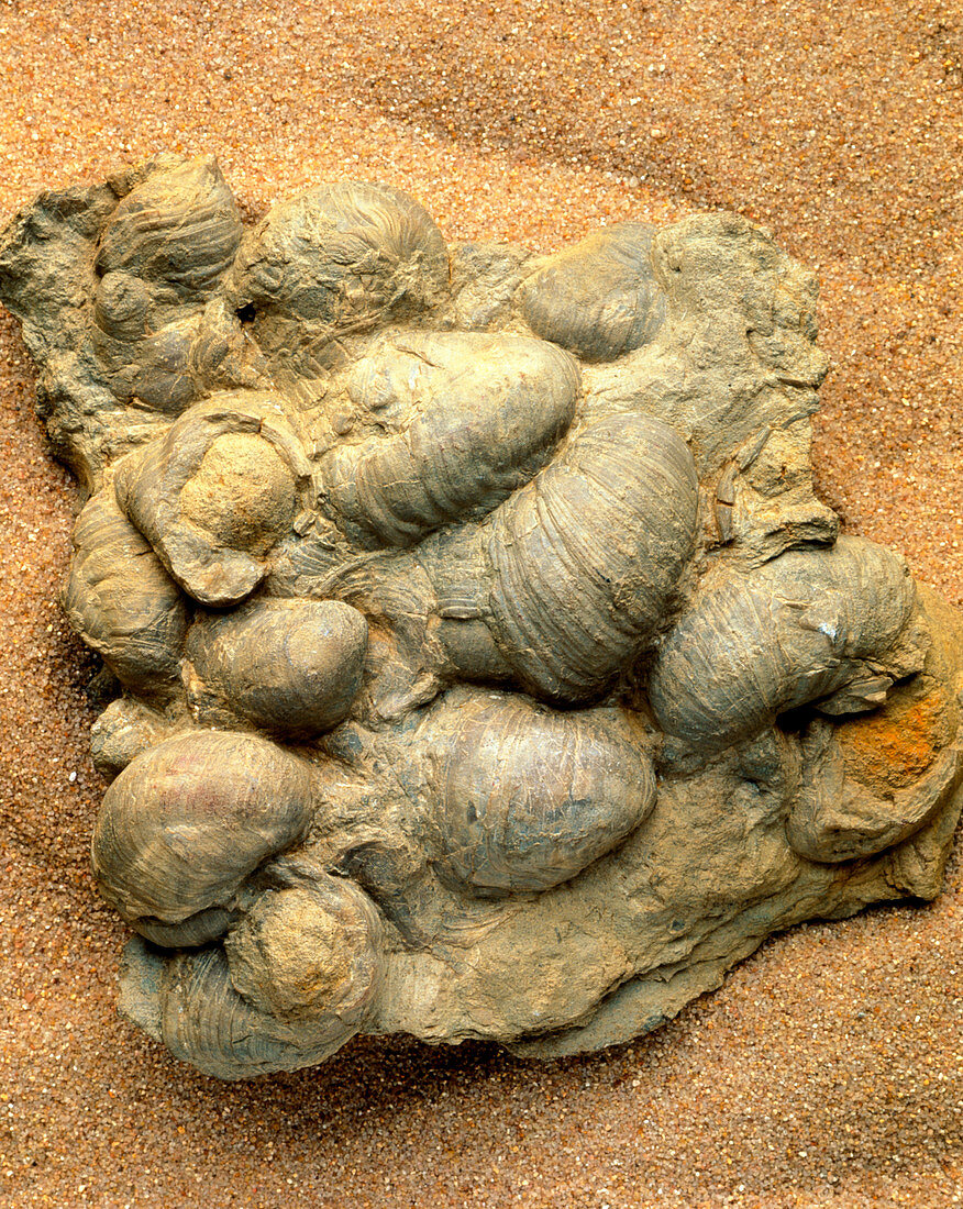 Fossilised Jurassic oyster