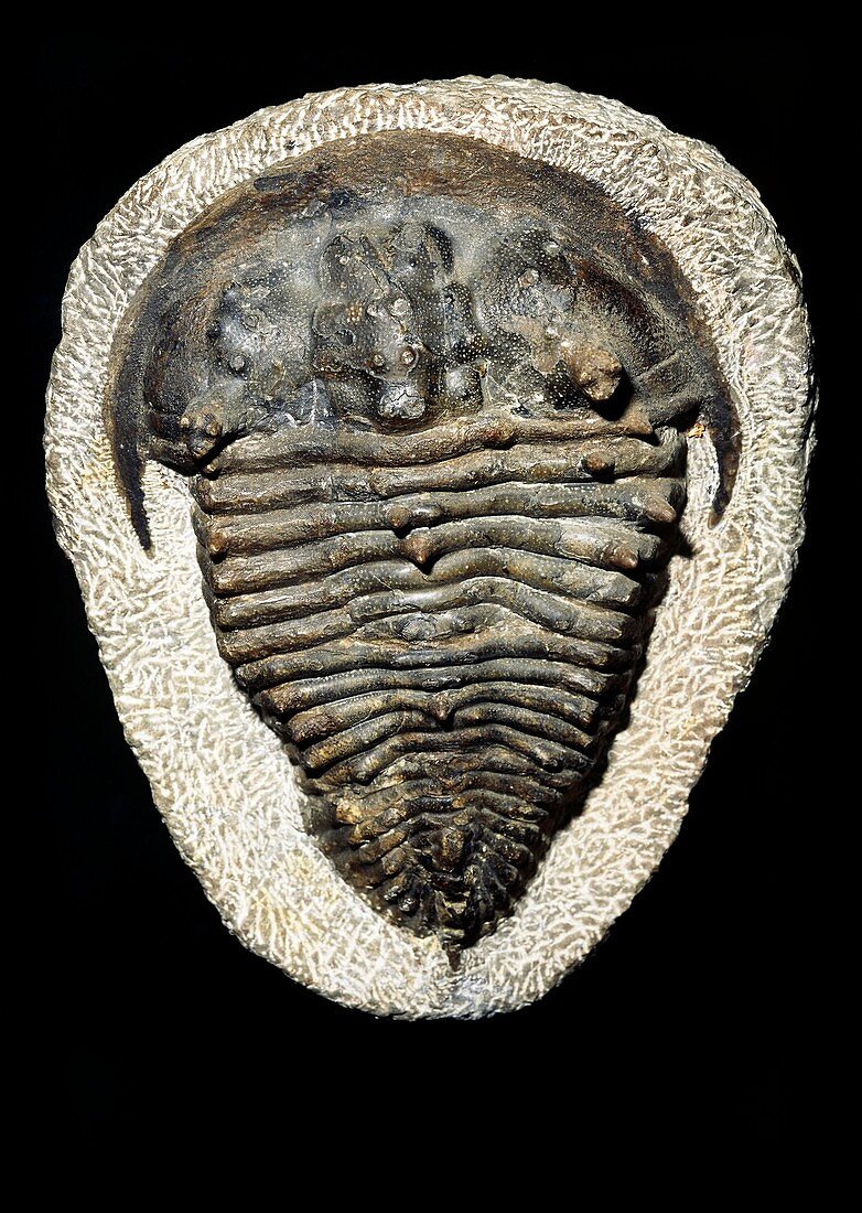 A well-preserved fossil trilobite