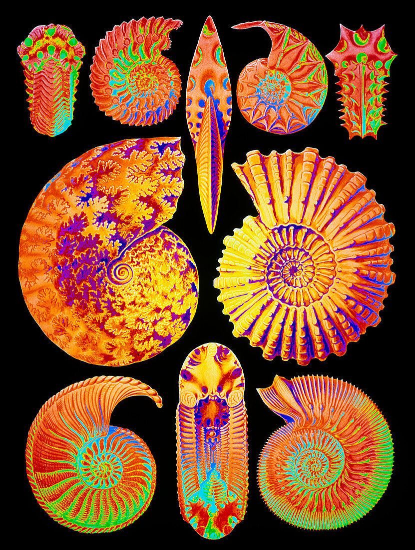 Computer artwork of ammonites (from Ernst Haeckel)