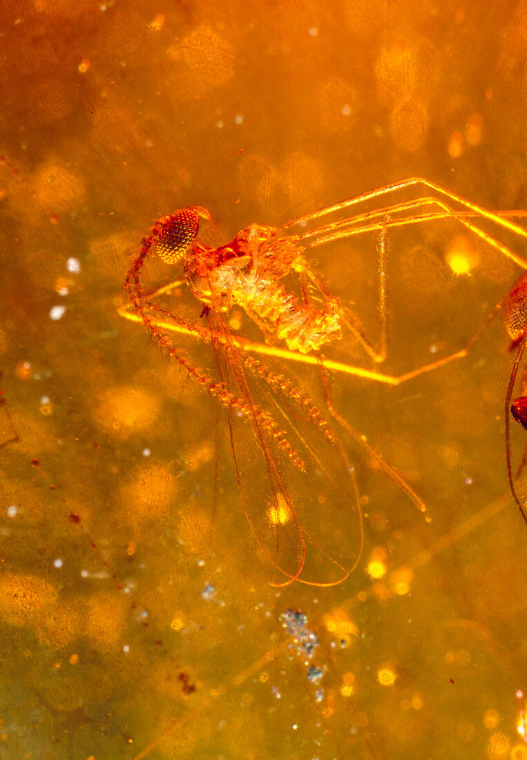 Insect fossilised in amber